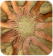 Spiritual Websites and Links